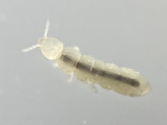 Folsomia candida