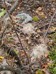Clematis occidentalis grosseserrata