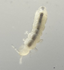 Folsomia candida