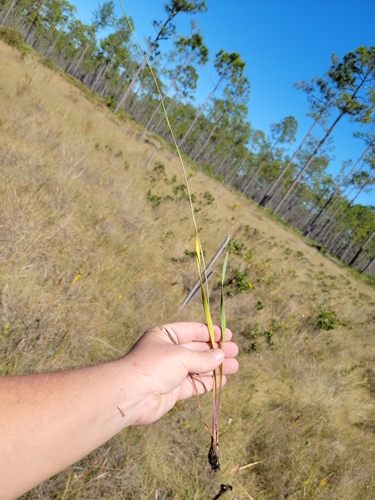 Image of Xyris scabrifolia by (c) Jay Horn, some rights reserved (CC BY)