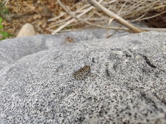 Pseudacris cadaverina