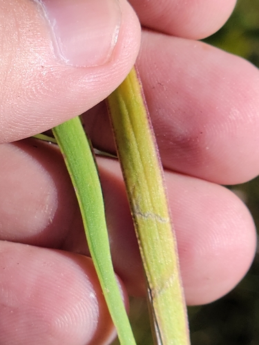 Image of Xyris scabrifolia by (c) Jay Horn, some rights reserved (CC BY)