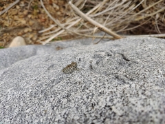 Pseudacris cadaverina