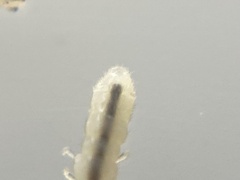 Folsomia candida