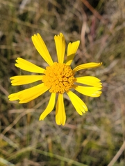 Balduina uniflora