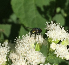 Lucilia