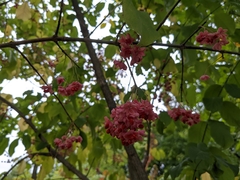 Euonymus atropurpureus