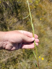 Balduina uniflora