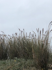 Sporobolus coarctatus