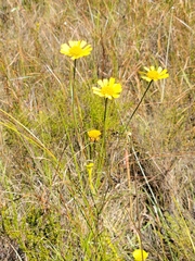 Balduina uniflora