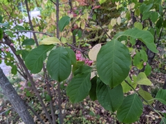 Euonymus atropurpureus