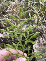 Lycopodium deuterodensum