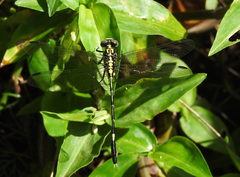 Austrogomphus amphiclitus