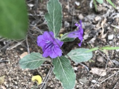Ruellia