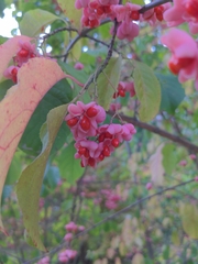 Euonymus atropurpureus