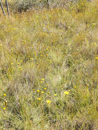 Image of Balduina uniflora by (c) Jay Horn, some rights reserved (CC BY)