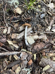 Psilocybe cyanescens