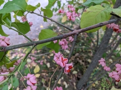 Euonymus atropurpureus