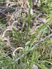 Lycopodium deuterodensum