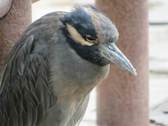 Nyctanassa violacea pauper