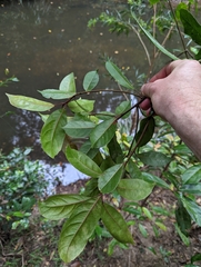 Elaeocarpus eumundii