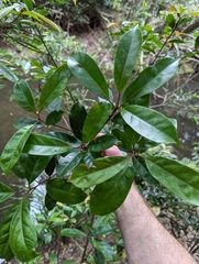 Elaeocarpus eumundii