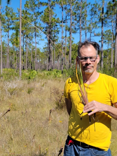 Image of Xyris stricta by (c) Jay Horn, some rights reserved (CC BY)