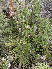 Lycopodium deuterodensum