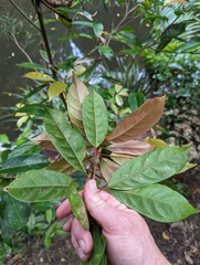 Elaeocarpus eumundii