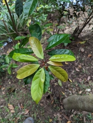 Elaeocarpus eumundii