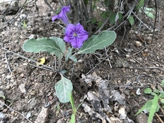 Ruellia