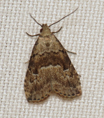 Hypenodes franclemonti