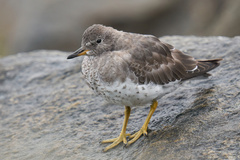 Calidris virgata
