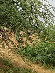 Phaenicophaeus viridirostris