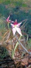 Caladenia × spectabilis
