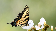 Papilio alexiares