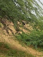 Phaenicophaeus viridirostris