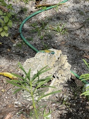 Cnemidophorus lemniscatus