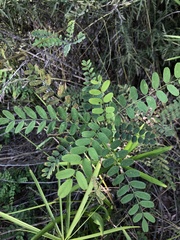 Amorpha fruticosa