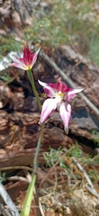 Caladenia × spectabilis