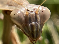 Tenodera sinensis