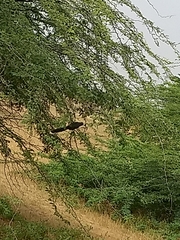 Phaenicophaeus viridirostris