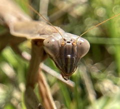 Tenodera sinensis
