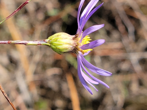 Image of Symphyotrichum chapmanii by (c) Jay Horn, some rights reserved (CC BY)