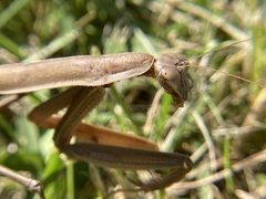Tenodera sinensis