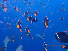 Holacanthus passer