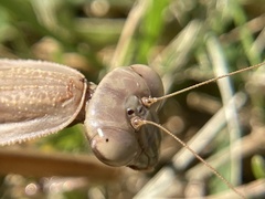 Tenodera sinensis