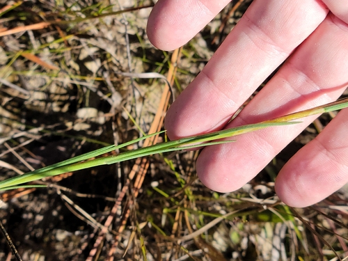 Image of Savannah Aster (Symphyotrichum chapmanii) by (c) Jay Horn, some rights reserved (CC BY)