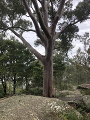Angophora costata