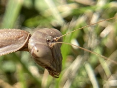 Tenodera sinensis
